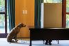 Som hundeejer skal man være et tålmodigt væsen, når hundeskatten skal bringes i orden. Og som hund skal man være tålmodig, når der skal stemmes til Bundesdagen, som her i Wuerselen den 24. september 2017. Foto: Rolf Vennenbernd/AP