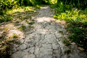 Klimaeksperter hos DMI sammenligner den voldsomme tørke med nogle af de værste, man har oplevet i nyere tid – bl.a. tørken i 2018 og en voldsom tørke i 1976.
