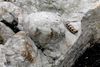 De første forstenede fodspor fra en dinosaur, der blev fundet i Danmark, blev opdaget på Bornholm og er lavet af en type pansret dinosaur, som stegosaurus eller ankylosaurus. Foto: Jesper Milán.
