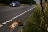 Hvis man befinder sig i Hjørring eller Frederikshavn og ser et trafikdræbt rovdyr, kan man samle det op ved at krænge en pose over det og indlevere det på maskinhuse eller visse Falck-stationer. Arkivfoto: Mads Nissen