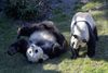 Københavns Zoo prøver for tredje gang at få pandaerne til at parre sig. I 2021 havde hannen ikke meget interesse til overs for hunnen, der gjorde sig til. Arkivfoto: Thomas Sjørup/Ritzau Scanpix
