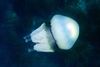 Her ses et eksemplar af en lungegople (Rhizostoma pulmo). Den lever i dele af Atlanterhavet, Middelhavet og Sortehavet. Arkivfoto: Wikimedia Commons