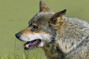 Et område i Vestjylland blev i slutningen af marts afspærret af hensyn til ynglende ulve. Nu bliver også et område i Sydjylland delvist lukket for at undgå at forstyrre det fredede rovdyr. 