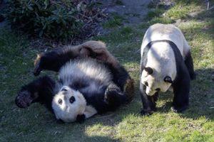 Pandaerne i København Zoo har én gang om året chancen for at parre sig. Hunnen er klar, hannen skal hjælpes.