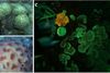Korallerne i Det Røde hav. I feltet (a) kan du se det grønne lys fra Euphyllia paradivisia, og på (b) ses det orange/røde lys fra Dipsastraea favus, der tilbagekaster naturligt lys ved omkring 60 meters dybde. I feltet (c) kan du se det orange/røde lys fra Echinophyllia aspera og det grønne lys fra Alveopora ocellata ved omkring 53 meters dybde. Foto: PlosOne