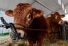 Ifølge den nye klimarapport er verden blive nødt til at skære ned på forbruget af kød for at begrænse metan-udledningen. Foto: John Thys/AFP