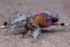 Maratus jactatus eller 'Sparklemuffin'.