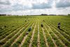 Jordbærplukkerne er røget direkte i top på den politiske dagsorden. Her knokler udenlandske arbejdere i en jordbærplantage ved Skælskør. Arkivfoto: Ilan Brender