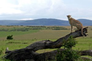 Geparden blev udryddet i Indien i 1952, men nu er de første otte eksemplarer fra Afrika lukket ud i en indisk nationalpark.