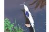 En af de i alt tre døde fisk, der var udlagt med påført gift. Foto: Miljøstyrelsen.