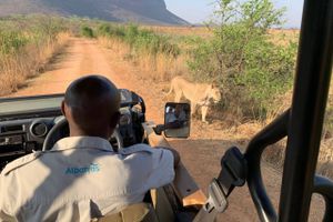 Rejsearrangører mærker en kraftigt stigende efterspørgsel i forhold til 2021, men safarisalget er først på fulde omdrejninger til næste år. 