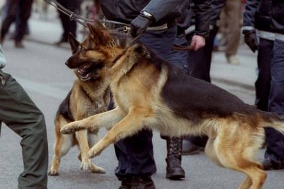 Slut med hundebid politihunde lærer at dele springskaller ud
