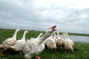 Ny viden om den udskældte spise kan bruges til at udvikle »velfærds-foie gras«, håber forskerne bag.