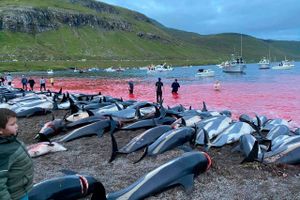 Delfinarten hvidskæving er udbredt i Nordatlanten og fanges med mellemrum på Færøerne, men normalt slet ikke i så stort omfang som det skete søndag, hvor over 1.400 dyr blev slagtet. Som ved traditionel grindefangt blev delfinerne drevet ind i en lavvandet bugt, hvor de fik skåret halsen over og blev trukket op på land, hvor kødet blev fordelt blandt befolkningen. Foto: Sea Shepherd via AP