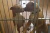 Foto: Foreningen Fair Dog Fan side