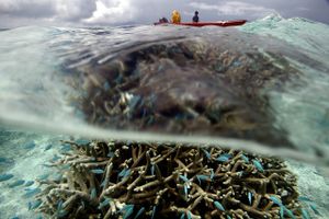 Her er det en stime blå fisk, der boltrer sig mellem korallerne ved Funafuti. Foto: Niels Hougaard
