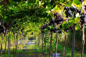 Grønne vinstokke med saftige druer forbinder de fleste nok med Sydeuropa, men man skal ikke længere sydpå end Karrebæksminde for at smage lokaldyrket rødvin. 