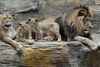 Københavns Zoo bliver kaldt "et afskyeligt slagtehus" efter aflivningerne på de fire løver.