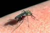 DTU Veterinærinstituttet har siden 2011 holdt øje med myggebestanden, da insekterne kan være spredere af diverse virusser og sygdomme. Arkivfoto: Mik Eskestad