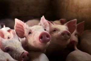 Tabene i dansk svineproduktion er fordoblet på få uger. Pengene fosser nu igen ud af den kriseramte sektor. 