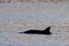 I foråret søger dyrene ind mod kysterner, hvilket giver gode chancer for at se dem tæt på. I starten af juli blev en større flok delfiner spottet i Limfjorden. Arkivfoto: René Schütze