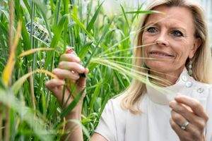 Gennem gensekvensering har Carlsbergs laboratorium fremavlet klimavenlig byg, der nu skal bredes ud som en ny standard. Næste øvelse er at installere nye egenskaber hos andre afgrøder - blandt andet for at mætte nogle af verdens fattigste.