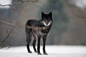 I Sverige, Norge og Finland regulerer man den stigende ulvebestand med jagtlicenser. Praksissen er dog omdiskuteret og er genstand for flere retssager i EU-regi. I Danmark ønsker ministeren, at EU-lovgivningen ændres, og at Danmark derfor kan regulere den fortsat voksende ulvebestand.  