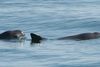 Forskere advarer om, at flere hvalarter er i fare for at uddø. Især arten vaquita eller golfmarsvinet er stærkt udrydningstruet. Foto: Paula Olson/Wikimedia Commons