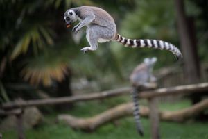 Af de 107 lemur-arter, der findes i dag, er 103 truet af udryddelse. 33 af dem er akut truet, siger forskere.