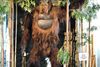 Den 3 meter høje og 550 kilo tunge Gigantopithecus har været urørlig i fortidens tætte bambusskove, hvor rovdyr nok har tænkt sig om en ekstra gang, inden de har kastet sig over den. Derfor skulle der også en kostændring og huller i tænderne til at udrydde gigant-aben, viser ny forskning. Foto: San Diego Museum of Man i Californien