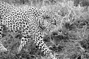 Med sort/hvid-fotografier fra en rejse i Greater Kruger National Park i det nordøstlige Sydafrika kan man se anderledes på livet i vildnisset, som det ser ud i dag – og har gjort det i tusindvis af år.