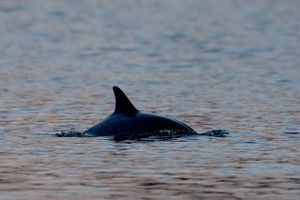 En fisker valgte for få dage siden at kaste en flaske efter en delfin i farvandet ud for Thyborøn. Han fik en fyreseddel og blev meldt til politiet, mens delfinen ifølge eksperter nok er sluppet med chokket. 