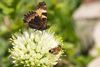 Sommerfugle og bier er nogle af de insektarter, som er mest pressede. Foto: Colourbox