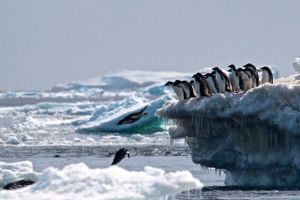 Pingviner står i kø på isvippen på Danger Islands. Foto: AFP/Rachael Herman 