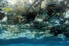 Mere end otte mio. tons plastik ender hvert år i verdenshavene. FN vil have reduceret brugen af plastik på verdensplan, men omstillingen går hårdt for sig i Australien. Foto: AP Photo/NOAA Pacific Islands Fisheries Science Center