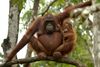 Orangutangerne avler utroligt langsomt. Der kan gå mellem seks og otte år, mellem hunnerne bliver gravide. Arkivfoto.