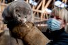 I øjeblikket er det forbudt at holde mink frem til årsskiftet 2021/2022. Arkivfoto: René Schütze/Ritzau Scanpix