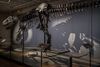 Statens Naturhistoriske Museum har besøg af en af Stans artsfæller. Det drejer sig om Tristian Otto, der er 66 millioner år gammel, 4 meter høj og 12 meter lang. Foto: Alexander Klug