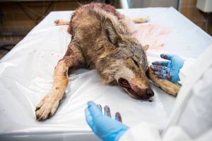 I 2018 kom Jakob Ellemann-Jensen med en ny definition af en "problemulv", der skulle gøre det muligt at skyde ulven. Siden er ingen ulve endnu blevet lovligt nedlagt. Det giver anledning til kritik og et ønske om en revideret ulveforvaltningsplan. 