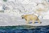 "Isbjørnene er bevisligt påvirket af klimaforandringerne, og man er sikker på, at bestanden i fremtiden vil gå ned," siger biolog Kaare Winther Hansen. Foto: Brian Battaile/AP