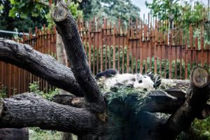 Efter årtiers indsats er det lykkedes at få pandabestanden i den vilde natur op på 1800, oplyser Kina.