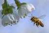 Forskerne opdagede, at efter otte dage var kun hver tiende bi, hvis mikrobiom var blevet ændret af glyphosat, stadig i live. Foto: Patrick Pleul/AP