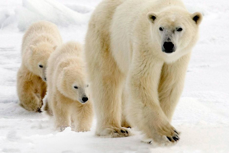 Grønland håber at tiltrække turister ved at give mulighed for at opleve isbjørne relativt tæt på. Verdensnaturfonden roser initiativet.