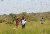 Overalt på Afrikas Horn kæmper bønder forgæves med at verfe byger af græshopper væk fra afgrøderne. Foto: Njeri Mwangi/Reuters