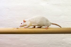 En gruppe forskere fra KU har fået gærceller til at producere et stof, der kan overflødiggøre rottegift.