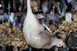 Kommer rotterne ud af kloakkerne, når de fyldes med vand som følge af den seneste tids massive regnvejr? Det har Jyllands-Posten undersøgt. 