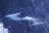 Hvidnæsen er den almindeligste delfin i de danske farvande. Den spiser torskefisk og blæksprutter og lever primært ude i Nordsøen og Skagerrak, men trækker også ind i de indre danske farvande.