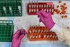 Præsident Donald Trump håber desperat på, at en vaccine kan godkendes i USA inden valget den 3. november, men fagfolk og politiske modstandere kritiserer ideen. Foto: Chandan Khanna/AFP
