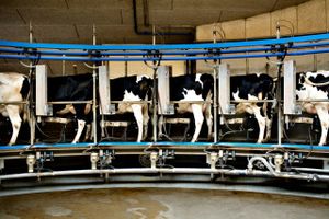 Hvis dansk landbrug pålægges en klimaafgift, vil produktionen af blandt andet mælk flytte til lande, hvor udledningerne af drivhusgasser ved produktionen er højere. Det er skrupskørt, mener professor Jørgen E. Olesen.