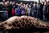 Den omfattende medieomtale af aflivningen af giraffen Marius har ikke fået København Zoo til at ændre strategi, når kommende aflivninger af dyr skal omtales. Arkivfoto: Rasmus Flindt Pedersen/Polfoto
